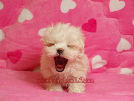 maltese puppy